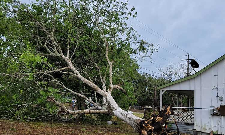 Tree Removal Services