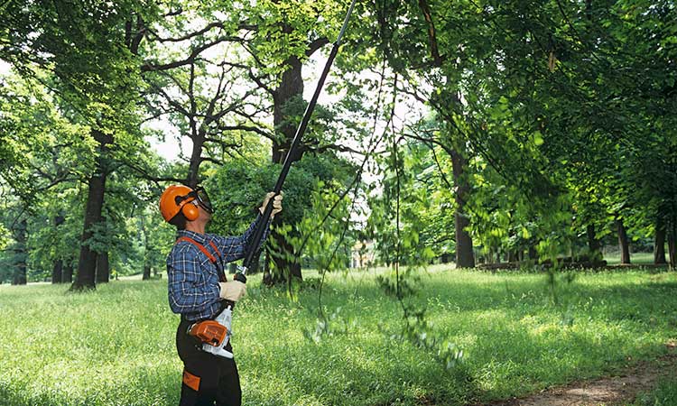 Tree Trimming Services